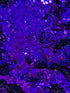 INDIGO GLITTER