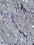 PURPLE DELIGHT GLITTER